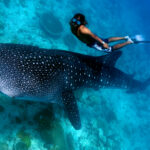 GI-140659001-Whale-Shark-1920x1080